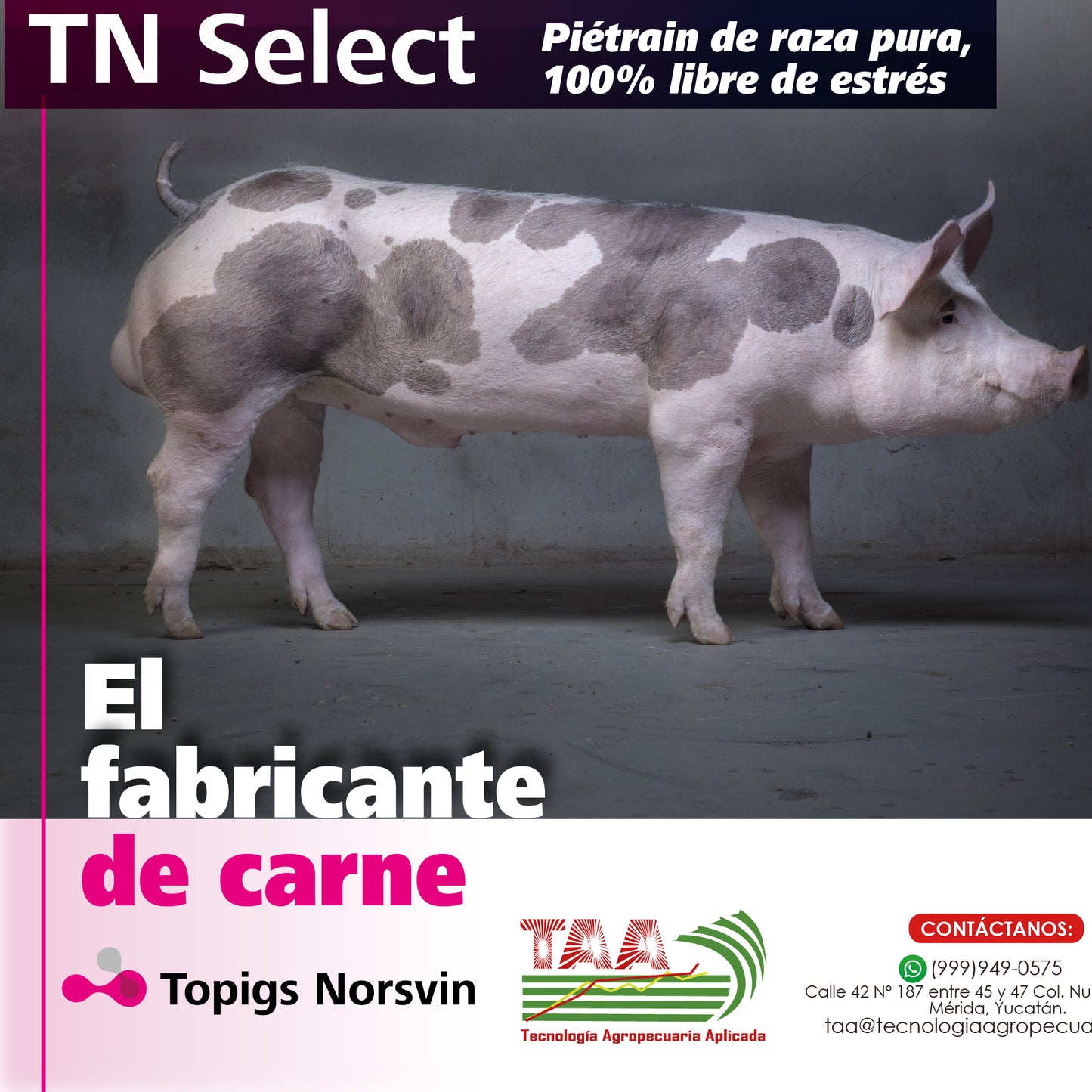 TN SELECT - Dosis de semen Pietrain 100% -libre de estrés