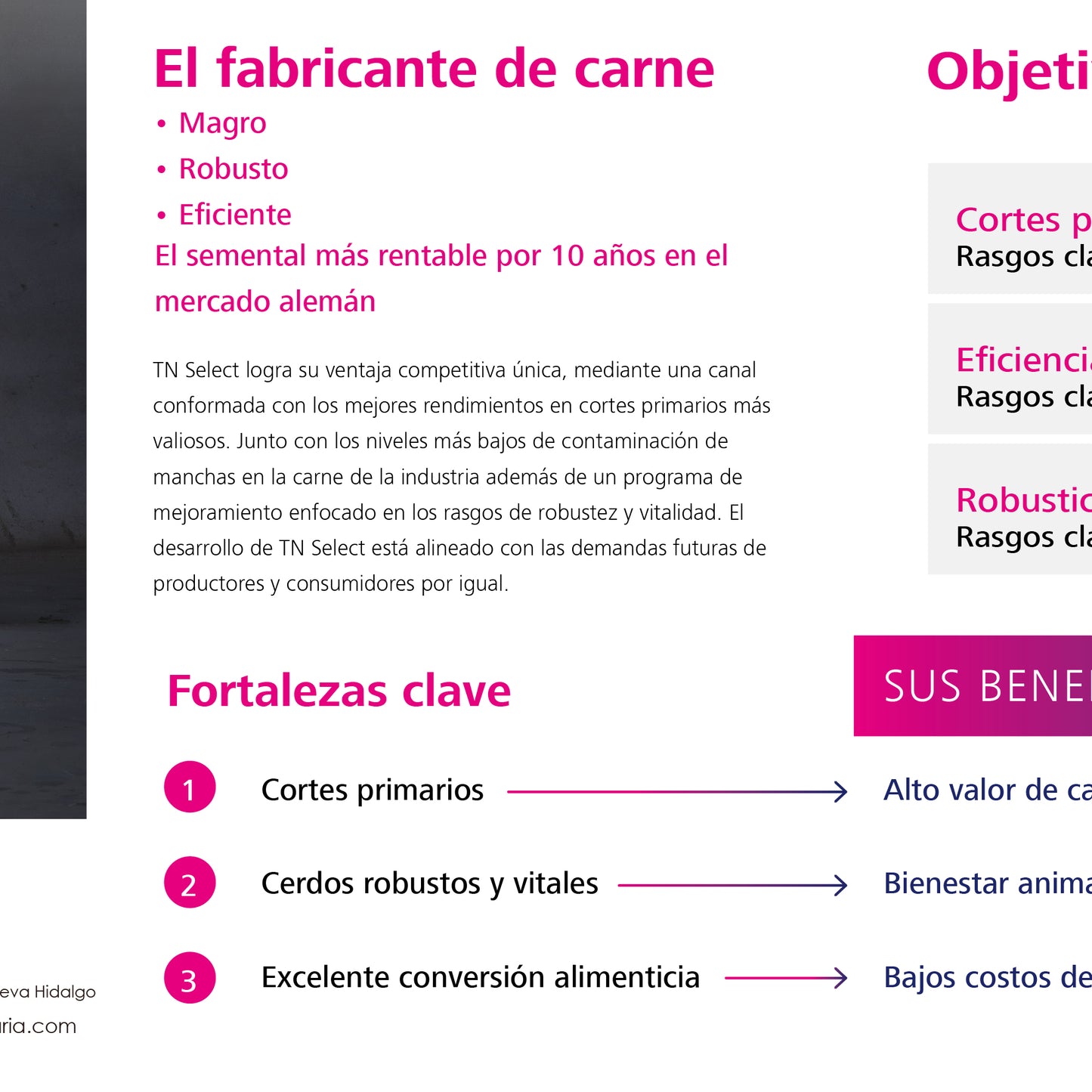 TN SELECT - Dosis de semen Pietrain 100% -libre de estrés