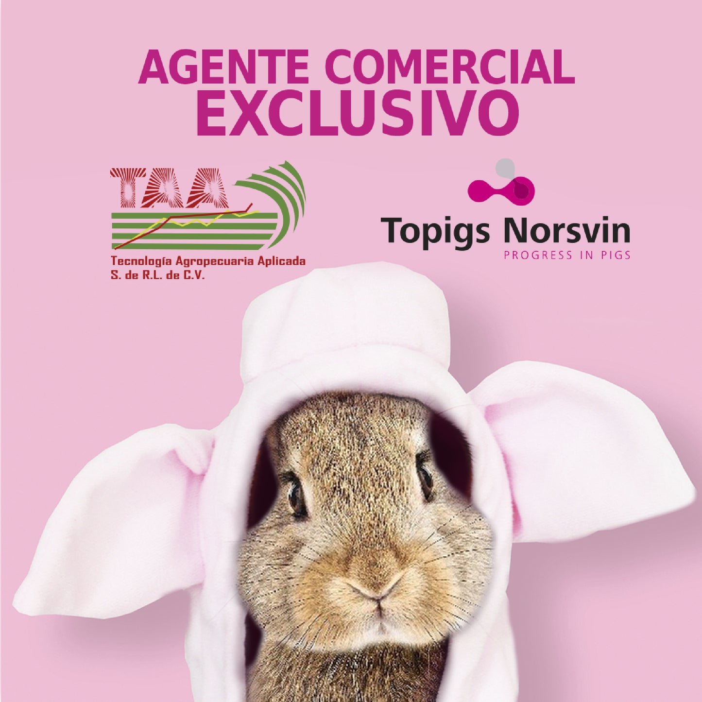 TN SELECT - Dosis de semen Pietrain 100% -libre de estrés