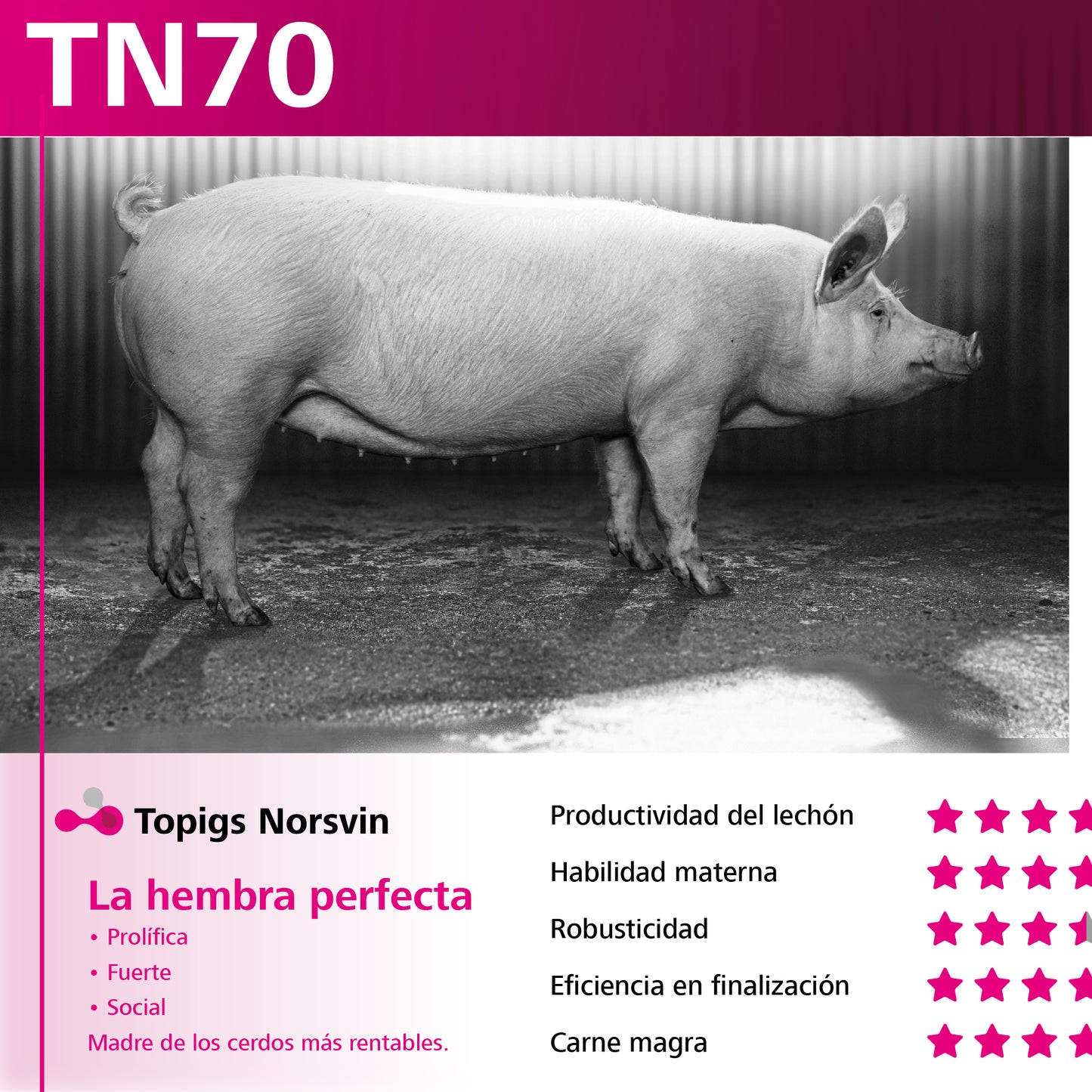 TN70 - Topigs Norsvin