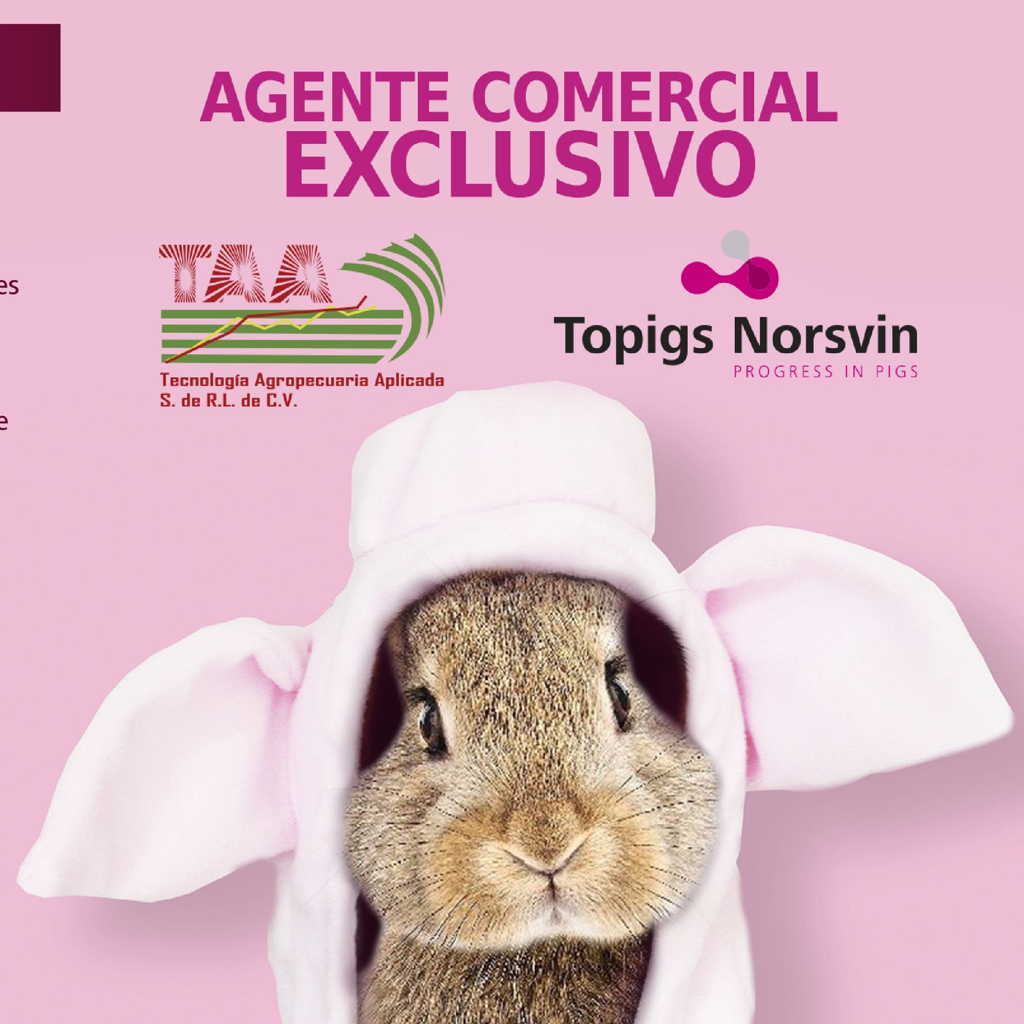 TN70 - Topigs Norsvin